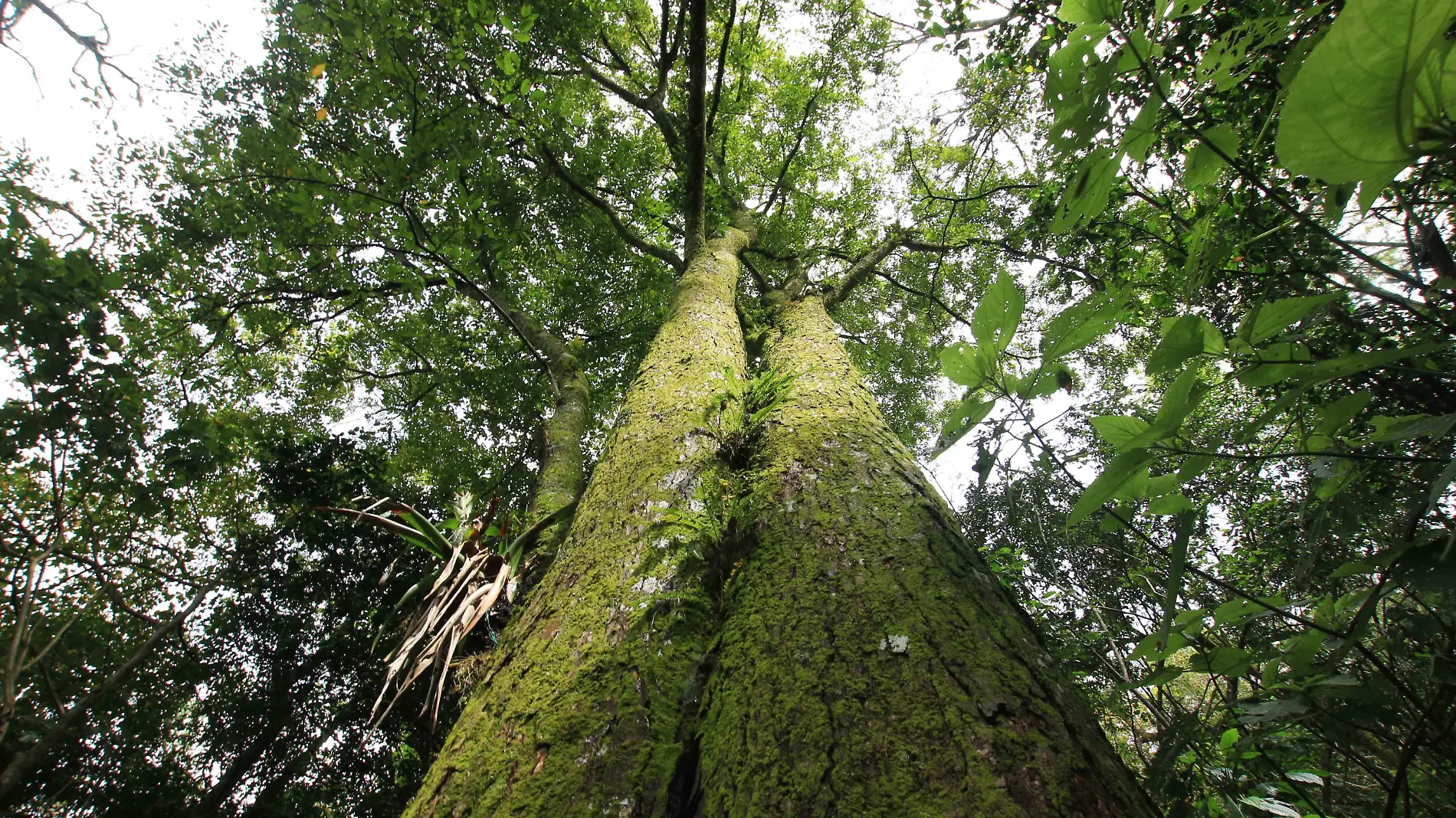 Bosque Mesófilo-30nov-RicardoMtz7